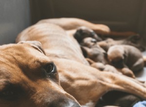 Puppies & Separation Anxiety: What to Know, According to a Pro Trainer