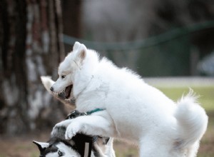 Why the Critical Socialization Period Matters for Your Puppy