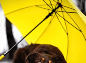 How to Encourage Your Puppy to Pee Outside Even in Rainy Weather