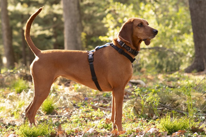 Top 7 des régimes d assurance pour chiens 2026 :meilleure couverture et valeur pour votre chien 