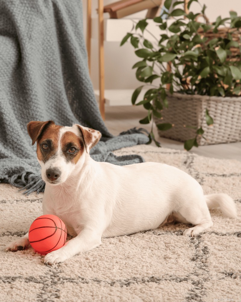 4 croisements hypoallergéniques de Jack Russell Terrier pour des maisons respectueuses des allergies 