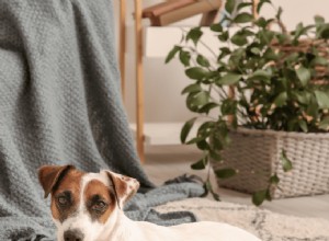 4 Hypoallergenic Jack Russell Terrier Crossbreeds for Allergy-Friendly Homes