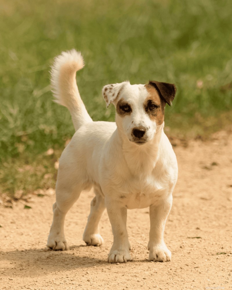 4 croisements hypoallergéniques de Jack Russell Terrier pour des maisons respectueuses des allergies 