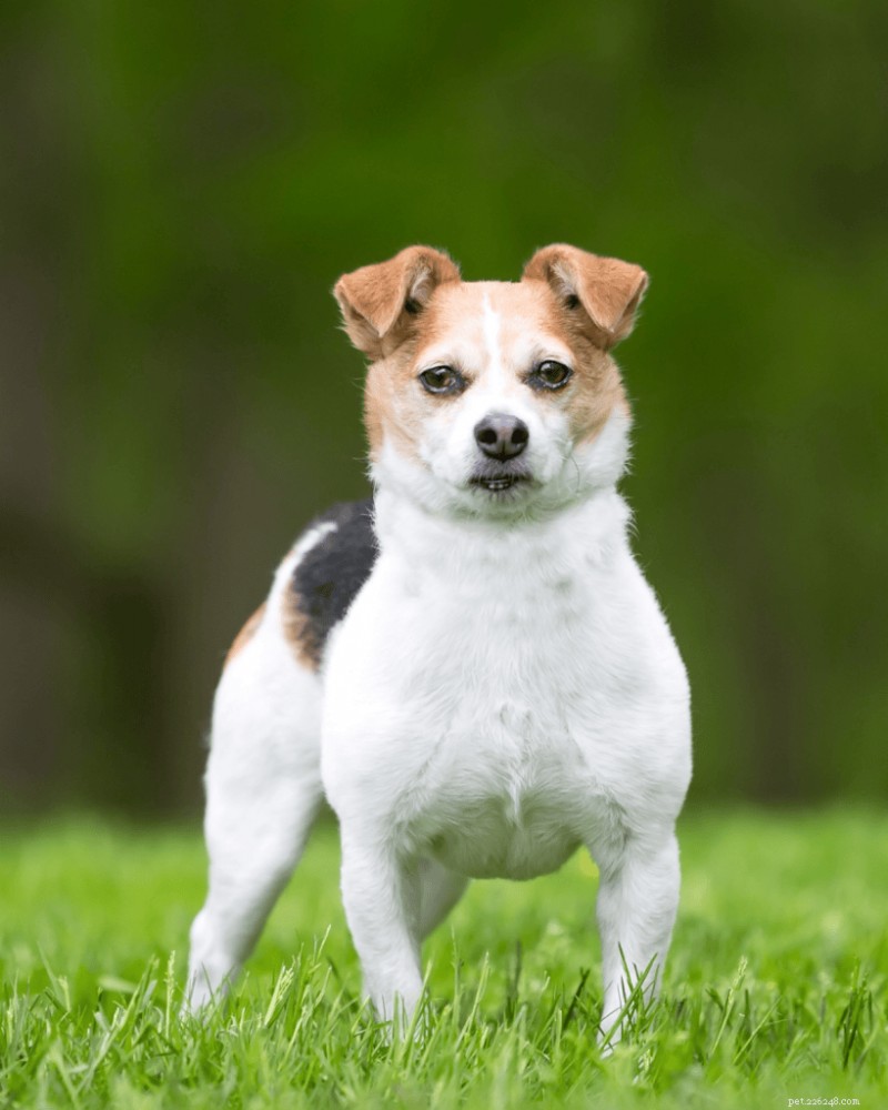 4 croisements hypoallergéniques de Jack Russell Terrier pour des maisons respectueuses des allergies 
