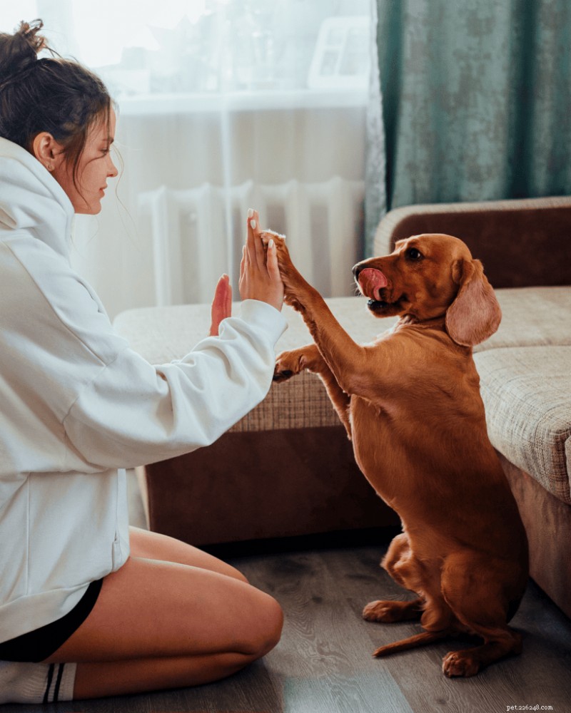 Comprendre l inscription à l AKC et au Kennel Club :ce que cela signifie pour votre chien de race pure 