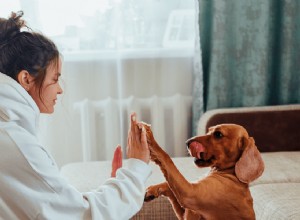 Understanding AKC and Kennel Club Registration: What It Means for Your Purebred Dog