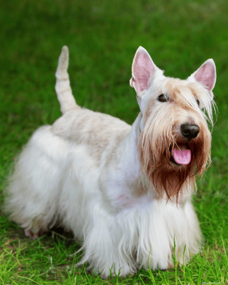 Comprendre l inscription à l AKC et au Kennel Club :ce que cela signifie pour votre chien de race pure 