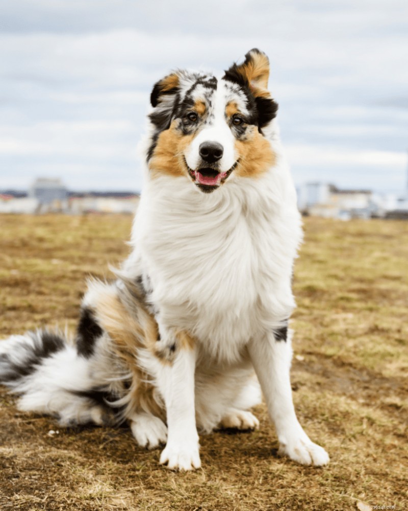 Comprendre l inscription à l AKC et au Kennel Club :ce que cela signifie pour votre chien de race pure 