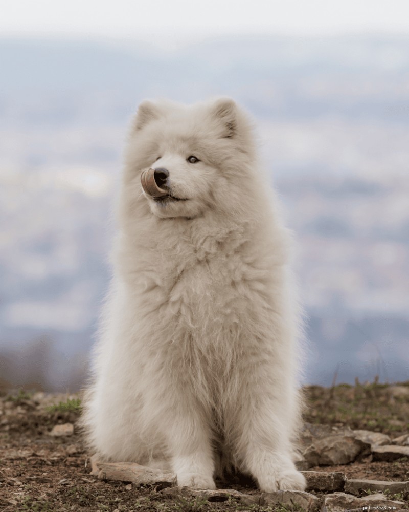 Comprendre l inscription à l AKC et au Kennel Club :ce que cela signifie pour votre chien de race pure 