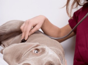 Understanding Puppy Parvo: Causes, Symptoms & Prevention