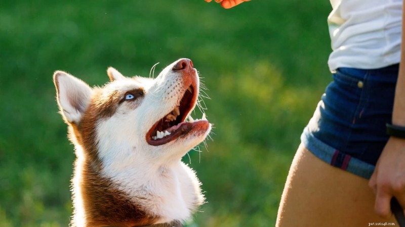 Cachorro não é motivado por comida? Domine o reforço positivo sem guloseimas 
