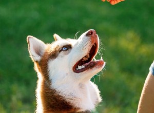 Puppy Not Food-Motivated? Master Positive Reinforcement Without Treats