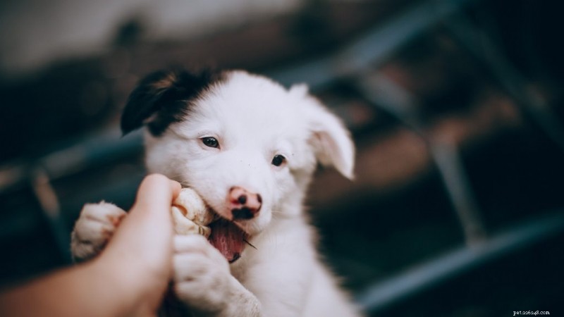 Cachorro não é motivado por comida? Domine o reforço positivo sem guloseimas 