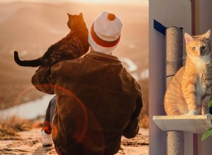 10 Proven Ways to Show Your Cat You Truly Care