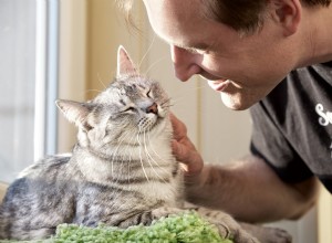 Do Cats Truly Understand Human Language? Expert Insights and Key Findings
