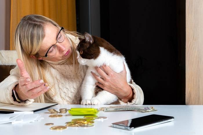 Förstår katter verkligen mänskligt språk? Expertinsikter och nyckelrön 