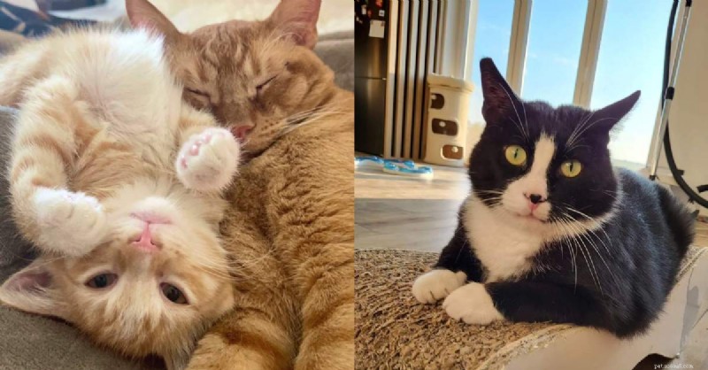10 pålitliga tecken på att din katt verkligen litar på dig 