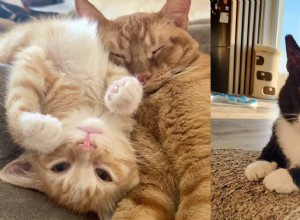 10 Reliable Signs Your Cat Truly Trusts You