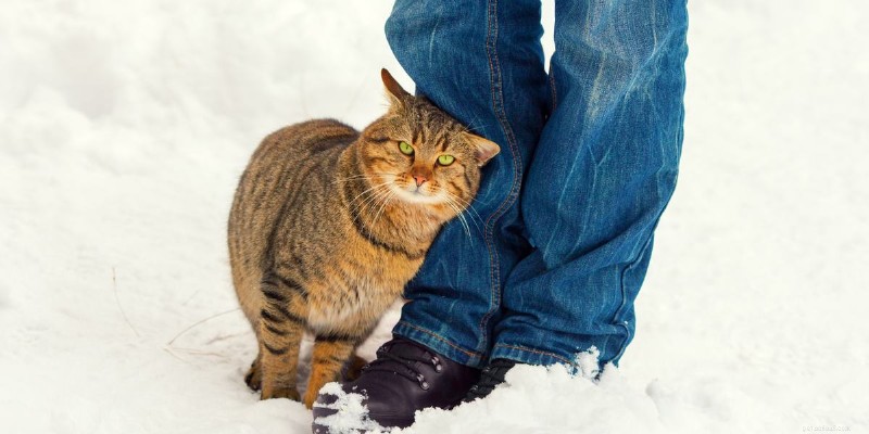 10 pålitliga tecken på att din katt verkligen litar på dig 