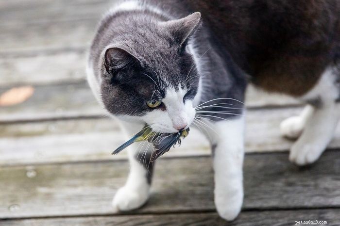10 pålitliga tecken på att din katt verkligen litar på dig 