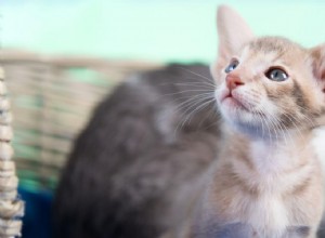 Single Kitten Syndrome: Why One Cat Alone Can Face Challenges