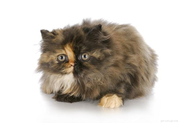 Single Kitten Syndrome:Varför en katt ensam kan möta utmaningar 