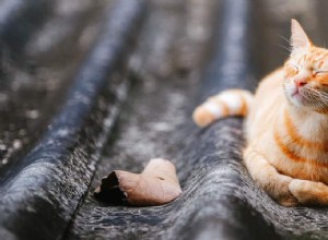 When Is the Temperature Too Low for Your Cat?