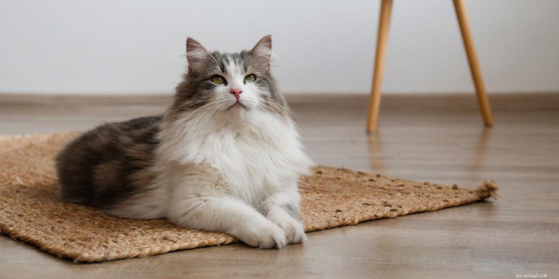 När är temperaturen för låg för din katt? 