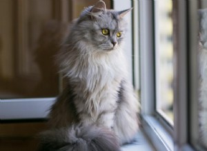 Do Cats Truly Miss Their Owners? Understanding Feline Attachment