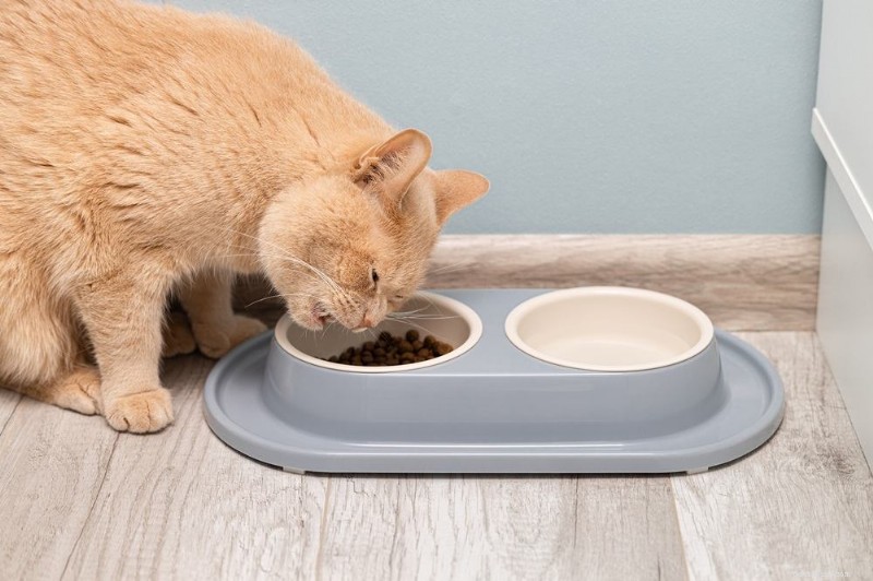 Tandabcessen bij katten:oorzaken, symptomen en bewezen behandelingen 