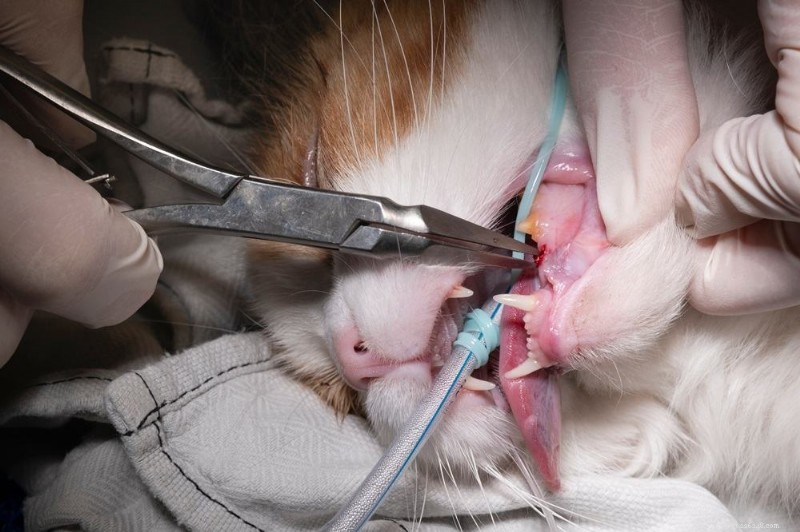 Tandabcessen bij katten:oorzaken, symptomen en bewezen behandelingen 