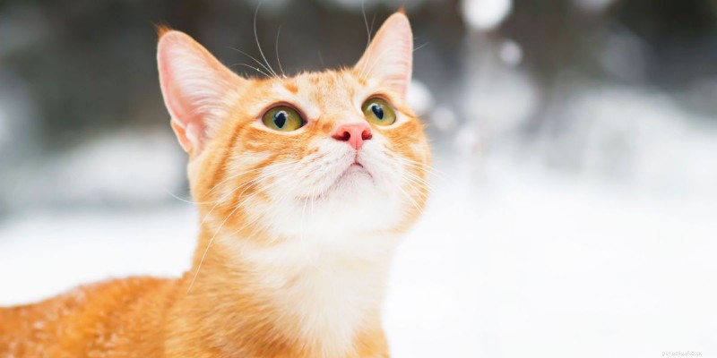 Overleven katten de kou? Essentiële tips om ze veilig te houden 