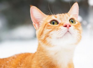Do Cats Survive the Cold? Essential Tips for Keeping Them Safe
