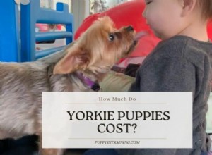 Yorkshire Terrier Puppies: Price Guide & What to Expect