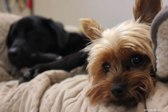 Yorkshire Terrier-valpar:Prisguide och vad du kan förvänta dig 