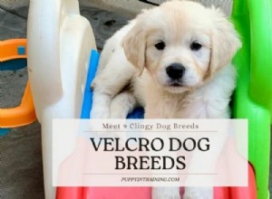 Top 9 Velcro Dog Breeds: Understanding Their Loyalty and Attachment