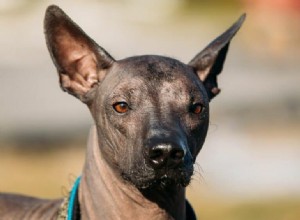 Explore 12 Rare Dog Breeds You Rarely Encounter