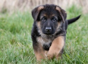 German Shepherd Growth & Weight Chart: Track Your Pup’s Healthy Development