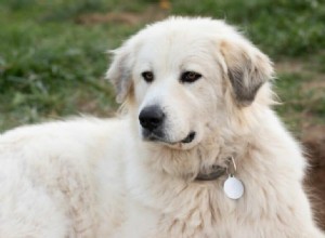 19 Remarkable Big White Dog Breeds for Experienced Owners