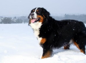 Top 11 Outdoor Dog Breeds for Active Lifestyles