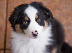 Is an Australian Shepherd Right for You? Pros, Cons, and Care Tips
