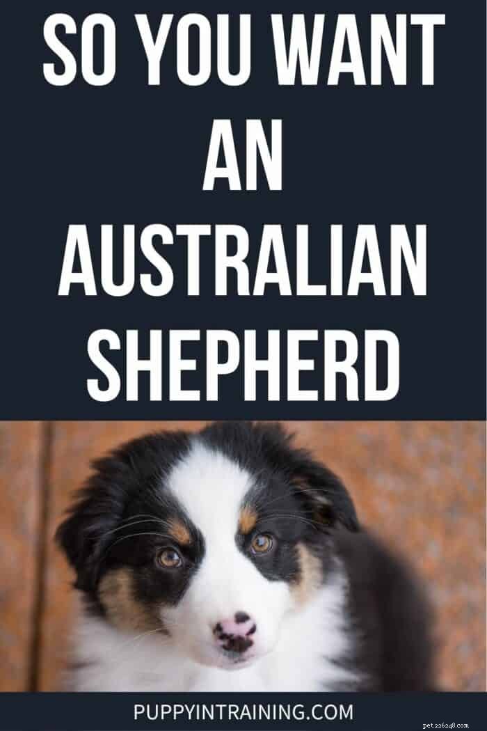 Är en australisk herde rätt för dig? Fördelar, nackdelar och vårdtips 