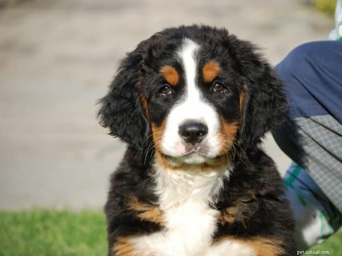 Är en Berner Sennenhund rätt för dig? En omfattande guide 