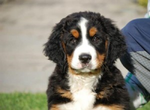 Is a Bernese Mountain Dog Right for You? A Comprehensive Guide