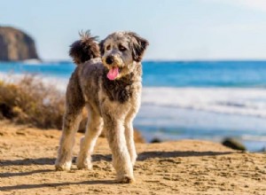 Discover the Aussie Poodle: Traits, Care, and What to Expect