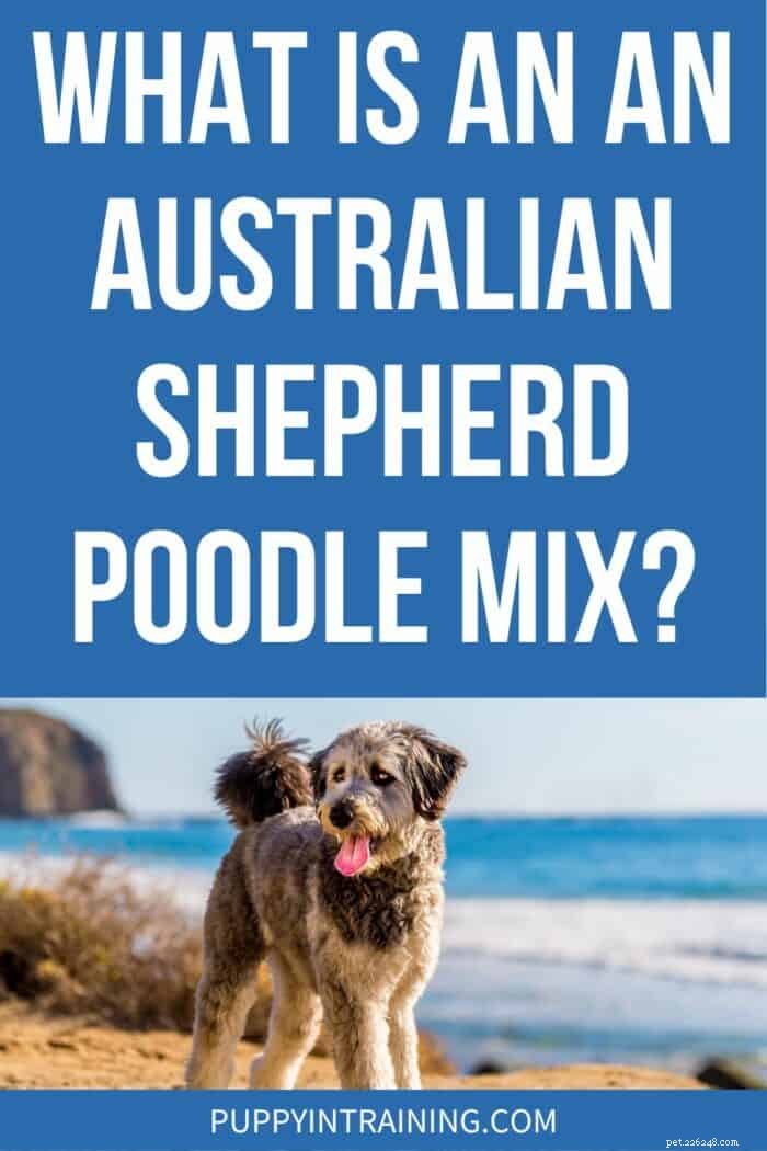 Upptäck Aussiepudeln:egenskaper, vård och vad du kan förvänta dig 