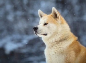 Discover Hachiko: The Loyal Akita Behind the Classic Film