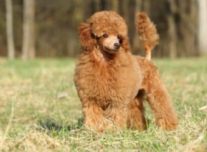 Longevity of Toy Poodles: Expected Lifespan & Influencing Factors
