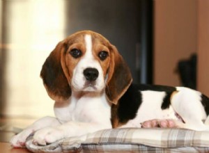 Why Beagles Make the Ideal Family Dog