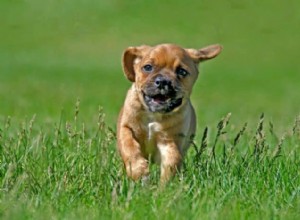 Puggles Uncovered: Health, Temperament, and Why They’re a Smart Choice for Families